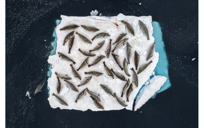 fot. Cristobal Serrano, 1. nagroda w kategorii Animals in their Environment / WPOTY 2018

Populacja fok krabojadów w dużej mierze opiera swoje życie o kry odrywające się od lodowców. To na nich odpoczywają, rozmnażają się i znajdują ukrycie przed zagrażającymi im drapieżnikami. Pod koniec lata, kry w kanale Errera na krańcu Półwyspu Antarktycznego stają się towarem luksusowym. 