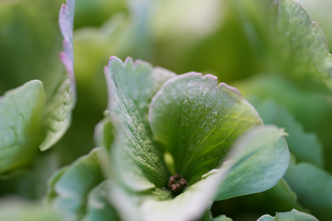 1/15 s, f/2.8, ISO 100, 100.0 mm