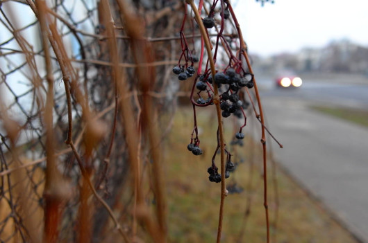 Leica T z obiektywem Summicron-T 23 mm f/2 ASPH - przykład bokeh
