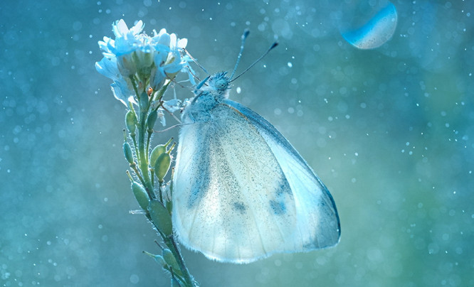 Magdalena Wasiczek zwyciężczynią 15. International Garden Photographer of the Year