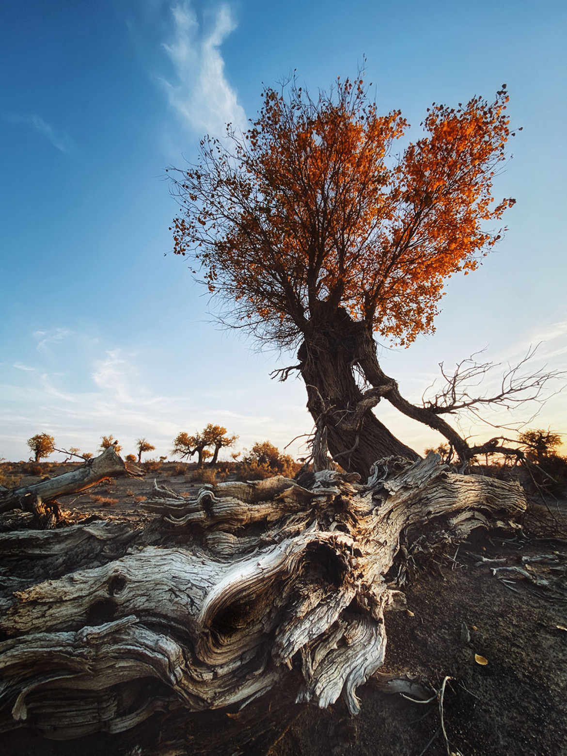 fot. Dan Liu, Mobile Photographer of the Year 2020 / Mobile Photo Awards 2020