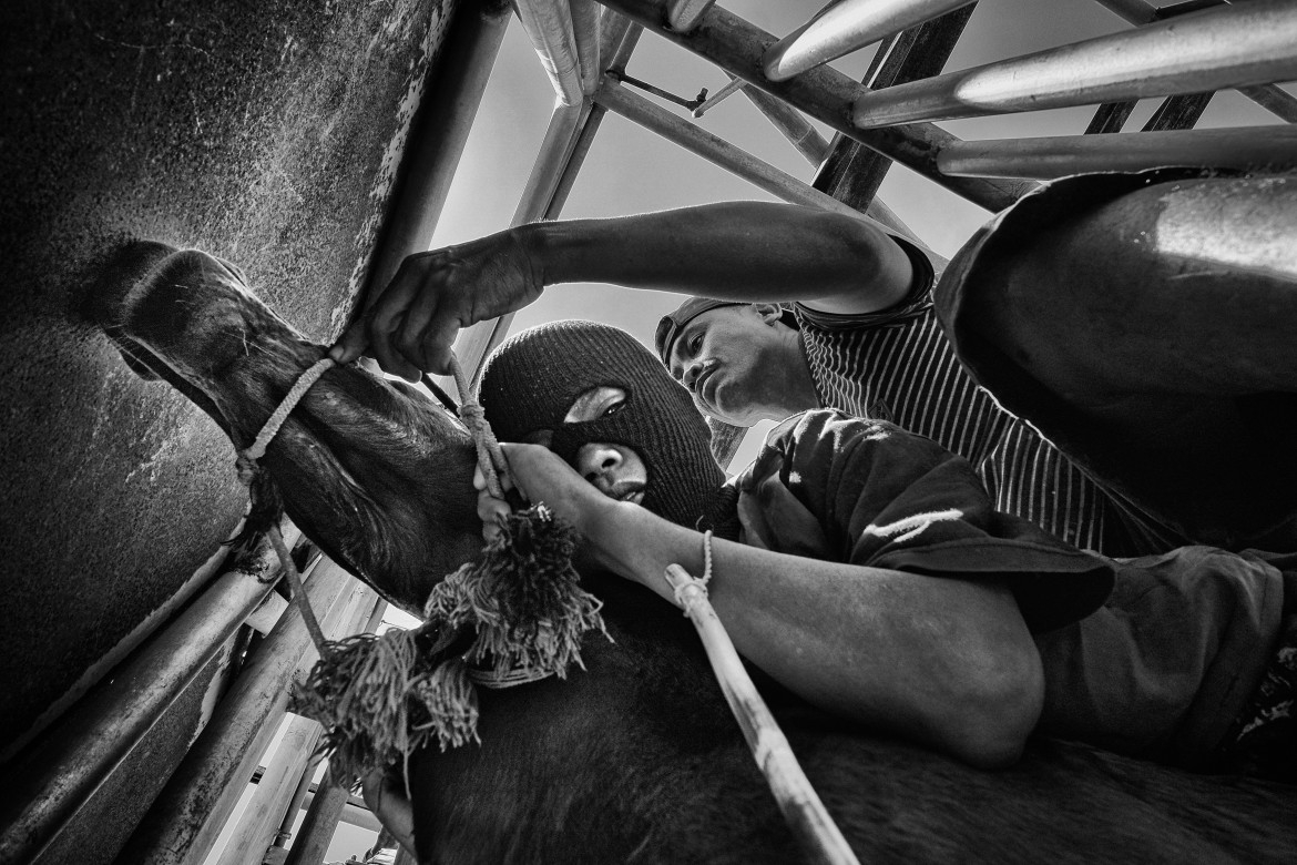 © Alain Schroeder, "Kid Jockeys" - I miejsce w kategorii SPORTS STORIES / Dziecięcy dżokeje (w wieku 5-10 lat) jeżdżą konno boso i bez sprzętu ochronnego, na małych koniach, podczas tradycyjnych wyścigów Maen Jaran, na wyspie Sumbawa w Indonezji.