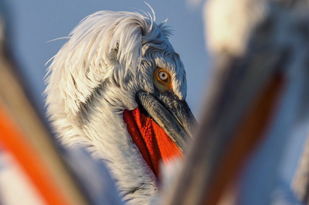 Kieszonkowa armata - o doświadczeniach z M.Zuiko 300 mm f/4 IS PRO opowiada Marcin Dobas
