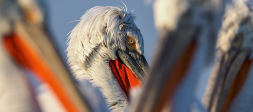 Kieszonkowa armata - o doświadczeniach z M.Zuiko 300 mm f/4 IS PRO opowiada Marcin Dobas