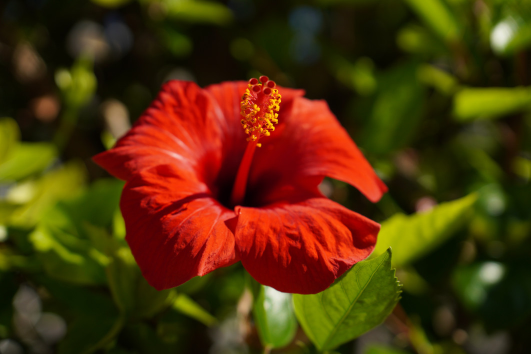 1/2000 s, f/2.8, ISO 100, 42.0 mm