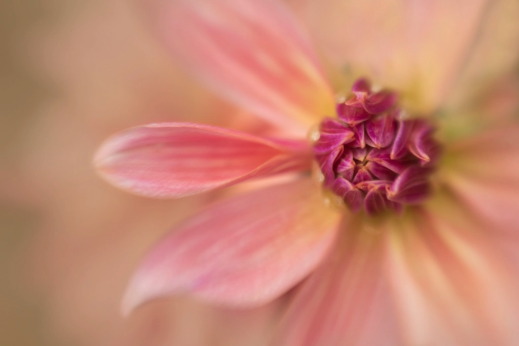 Lensbaby zaprezentowało nowe filtry makro
