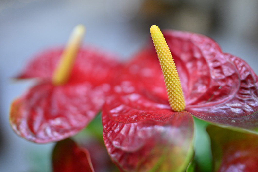 1/640 s, f/1.2, ISO 400, 35 mm