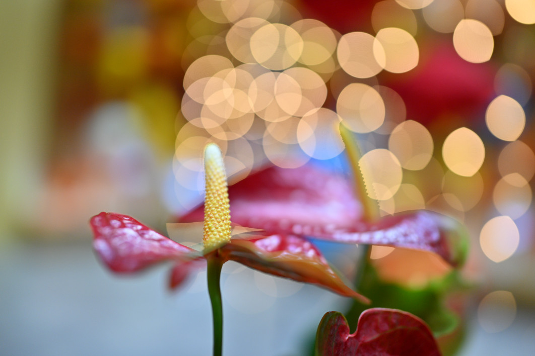 1/800 s, f/1.2, ISO 400, 35 mm
