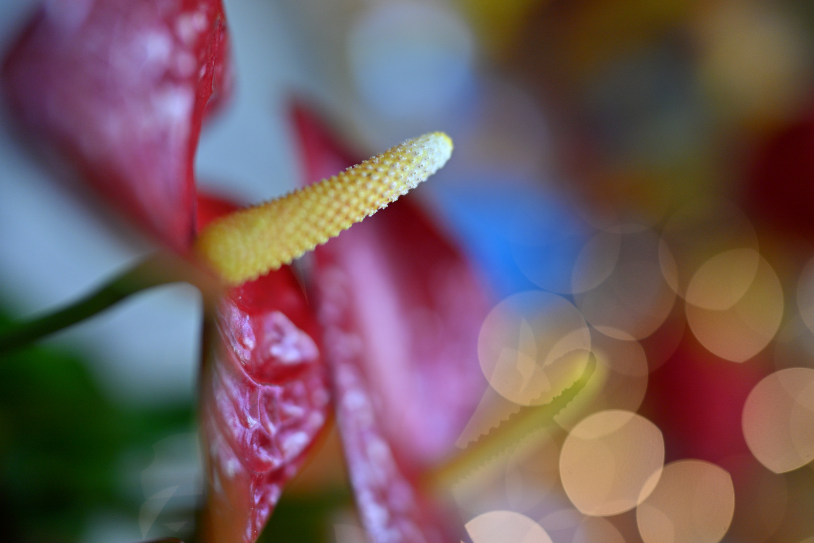 1/800 s, f/1.2, ISO 400, 35 mm