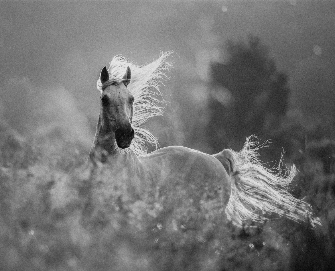 Fot. Elżbieta Augustyn, "Angel", 3. miejsce w kat. Nature / Animals / IPA 2024