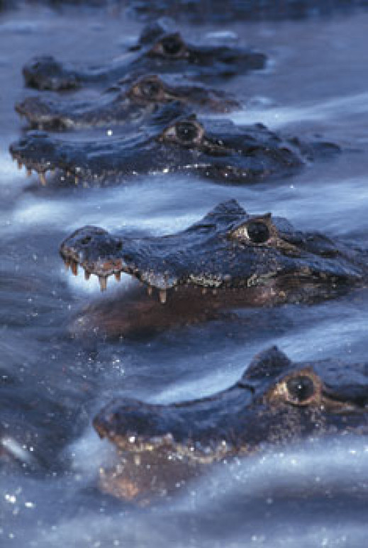 Wildlife Photographer of The Year 2004 - nareszcie w Warszawie