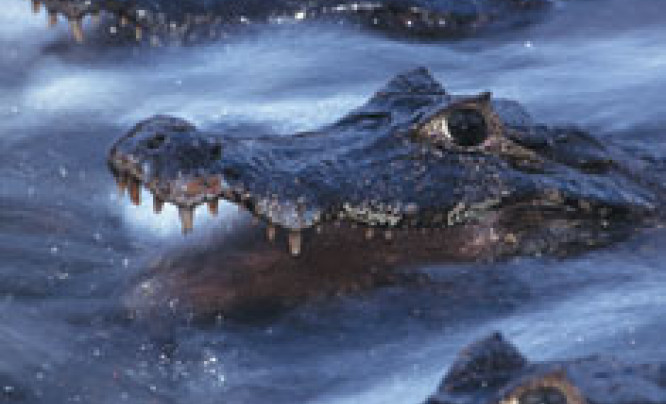  Wildlife Photographer of The Year 2004 - nareszcie w Warszawie
