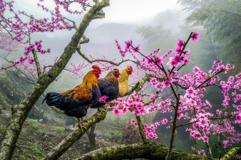 Zobacz zwycięskie zdjęcia z konkursu Nikon Photo Contest 2016-2017.