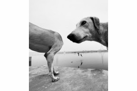 fot. Dimpy Bhalotia, "Urban Animal" / nagroda w konkursie Urban International Photo Awards 2020