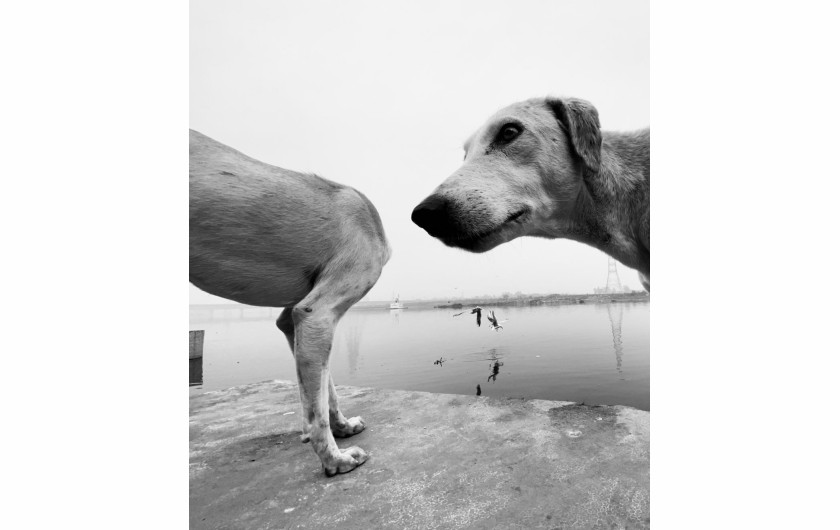 fot. Dimpy Bhalotia, Urban Animal / nagroda w konkursie Urban International Photo Awards 2020