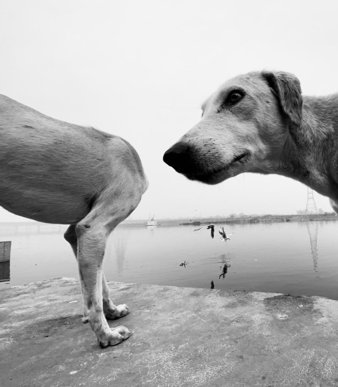 fot. Dimpy Bhalotia, "Urban Animal" / nagroda w konkursie Urban International Photo Awards 2020