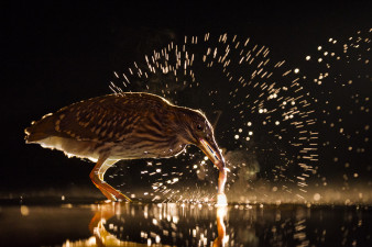 Najlepsze finałowe zdjęcia konkursu Bird Photographer Of The Year
