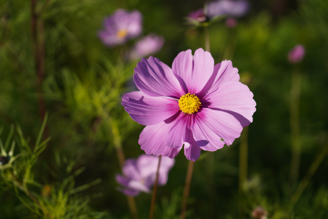 1/1600 s, f/2.8, ISO 100, 50.0 mm