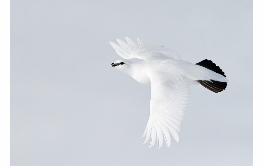 Markus Varesvuo - III miejsce w kategorii Birds in Flight 2017