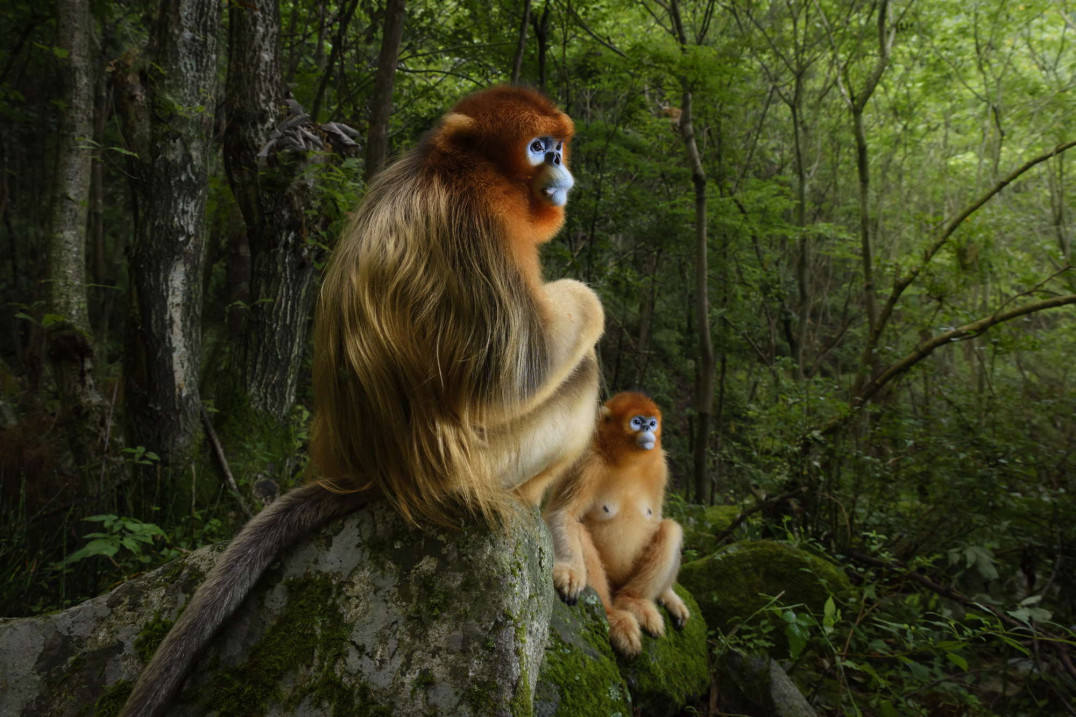 Piękna i zagrożona - natura na zdjęciach zwycięzców Wildlife Photographer of the Year 2018