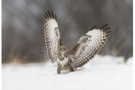 fot. Martin Steenhaut, Golden Camera Award w kategorii Wildlife