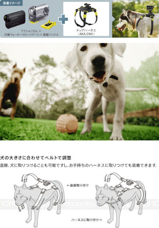 Sony AKA-DM1, czyli jak zamontować kamerę na psie