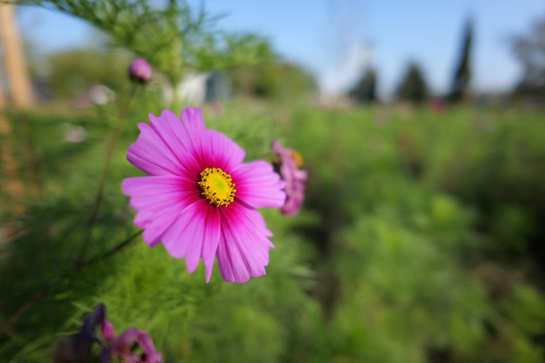1/800 s, f/2.5, ISO 80, 20.0 mm