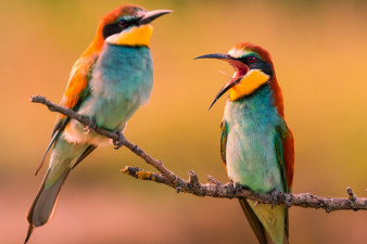 Olympus Wildlife & Travel Roadshow 2019 - kolejne spotkania z Marcinem Dobasem i Łukaszem Bożyckim już w sierpniu