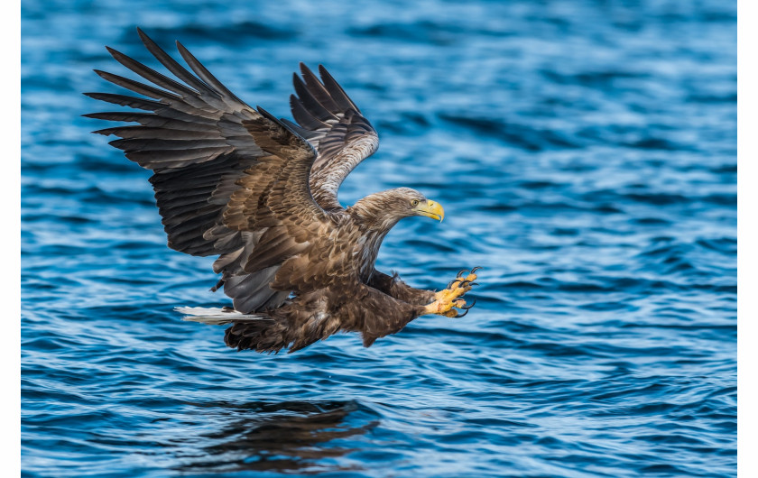 fot. Ann Coppens, Silver Camera Award w kategorii Wildlife