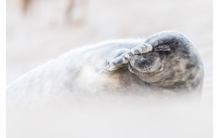 fot. Ann Coppens, Silver Camera Award w kategorii Wildlife