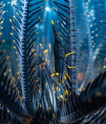 Przyroda z bardzo bliska - zdjęcia nagrodzone w 7. edycji Close-Up Photographer of the Year