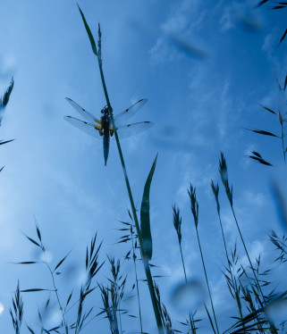 Przyroda z bardzo bliska - zdjęcia nagrodzone w 7. edycji Close-Up Photographer of the Year