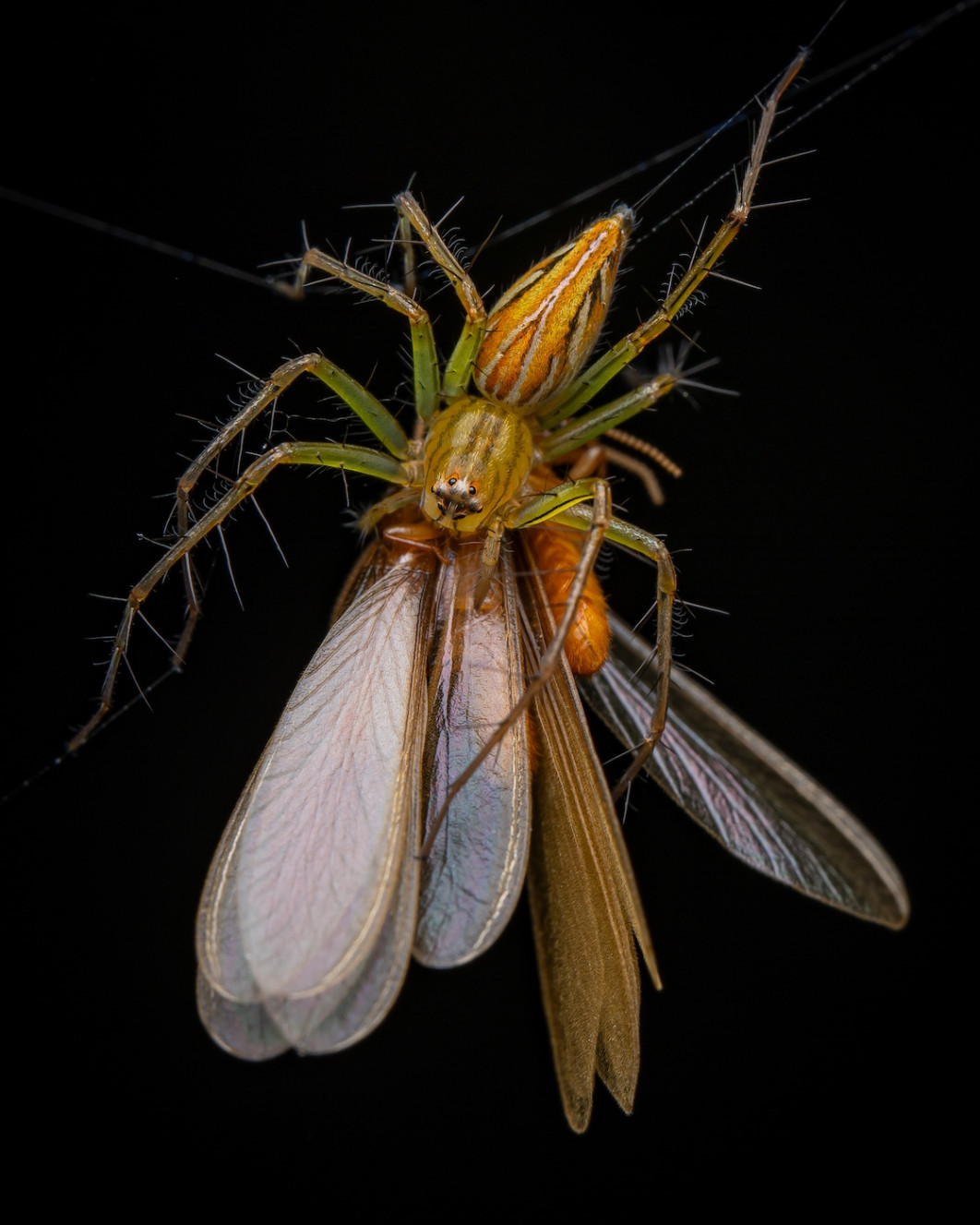 Fot. Artur Tomaszek, "Dinner", 1. miejsce w kat. Arachnids / 7. Close-up Photographer of the Year
