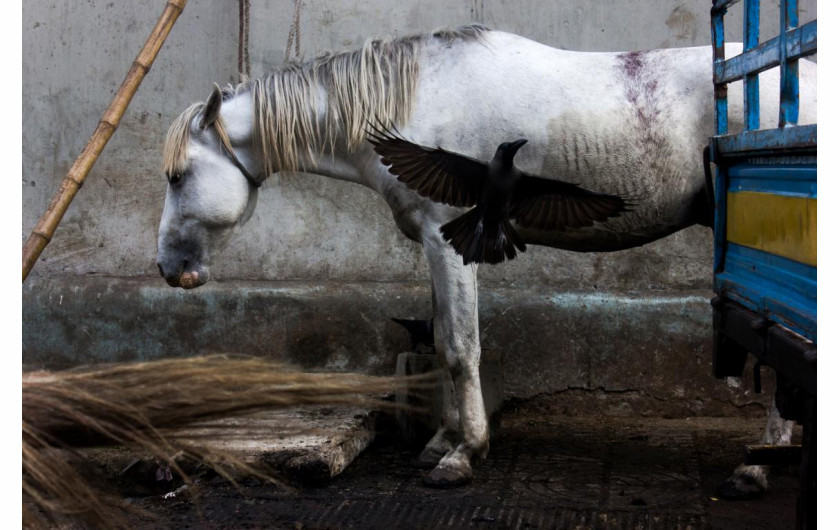 fot. Md Enamul Kabir, Coexistence / nagroda w konkursie Urban International Photo Awards 2020