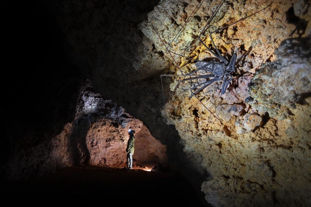 Fot. Guillaume Correa Pimpao, "I'm being watched", 2. miejsce w kat. Arachnids / 7. Close-up Photographer of the Year