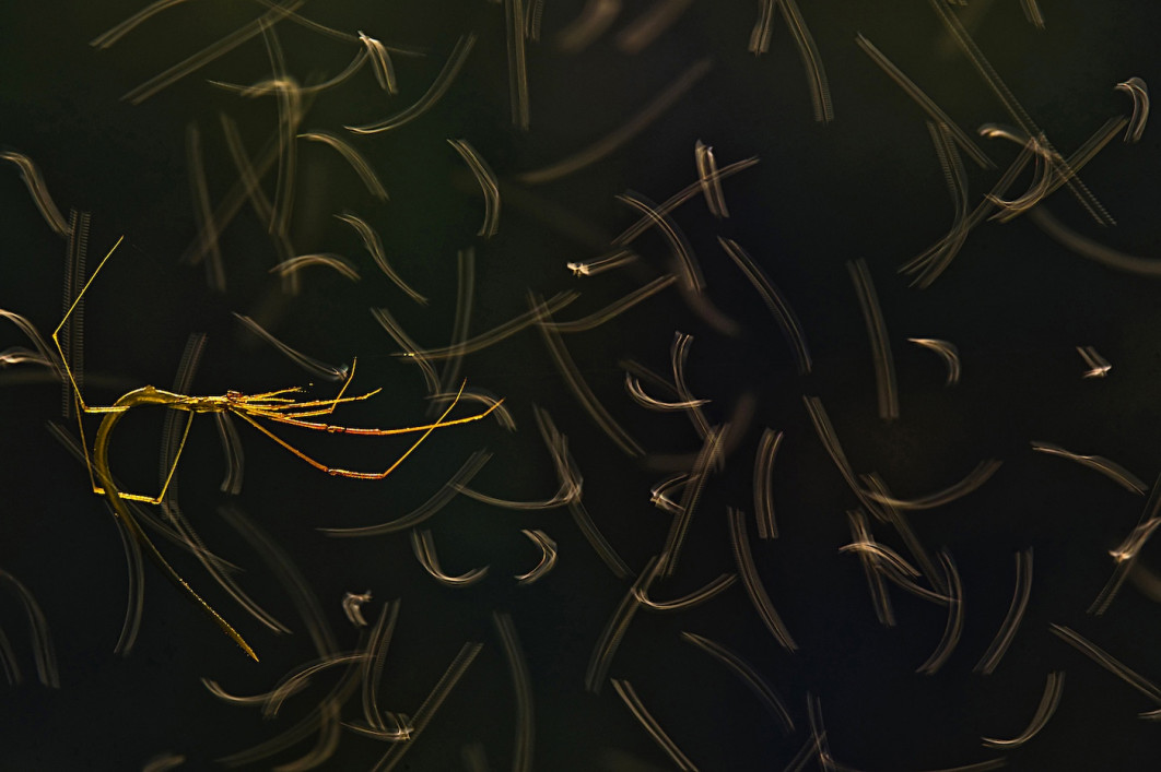 Fot. Anirban Dutta, "Gymnast", 3. miejsce w kat. Arachnids / 7. Close-up Photographer of the Year