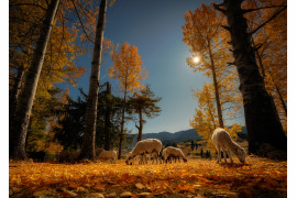 fot. Veliko Karachiviev, wyróżnienie w konkursie Sony World Photography Awards 2020