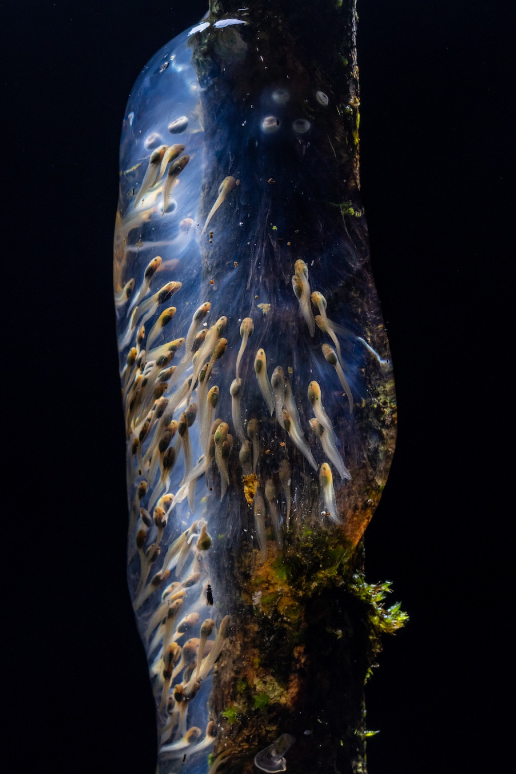 Fot. Filippo Carugati, "Amphibian Galaxy", 1. miejsce w kat. Animals / 7. Close-up Photographer of the Year