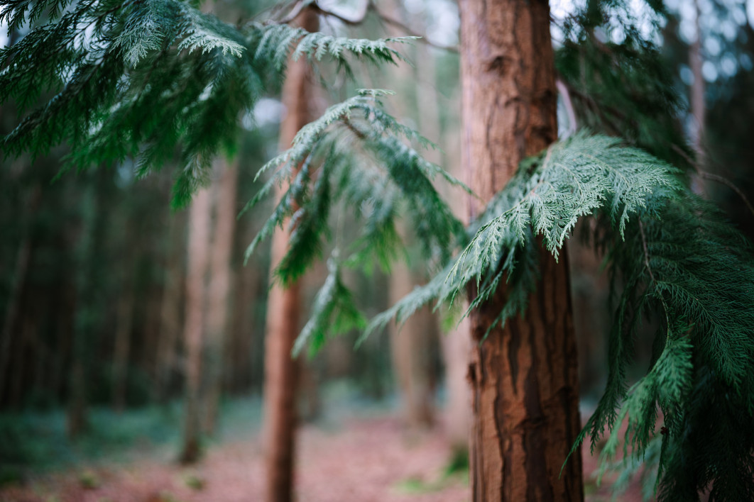 Fot. Abigail Steed