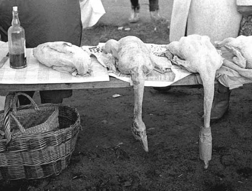 "U Maryny bal 1968" w Gdańskiej Galerii Fotografii MNG
