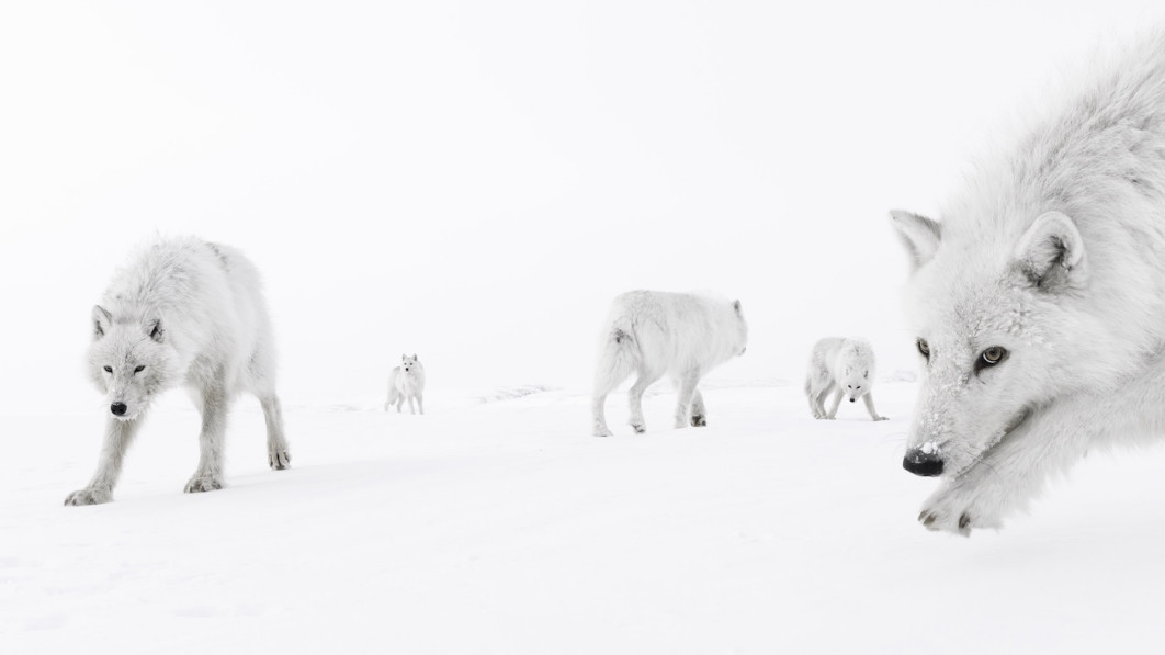 Fot. Amit Eshel, "Inside the Pack", 2. miejsce w kat. Animals / 7. Close-up Photographer of the Year