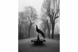 fot. Diogo Lage, "The Proud Peacock", 1. miejsce w kategorii Animals / IPPA 2019