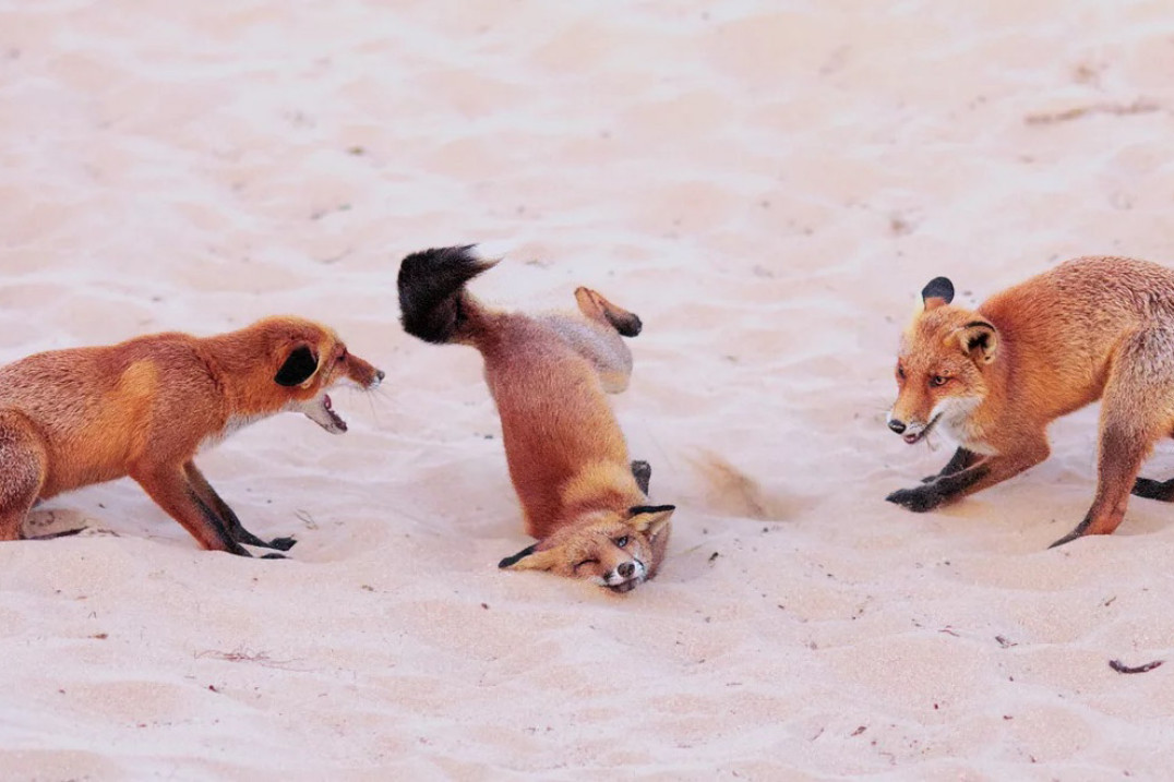 Nikon Comedy Wildlife Photography Awards 2025 - natura nie do końca serio