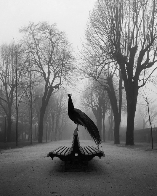 fot. Diogo Lage, The Proud Peacock, 1. miejsce w kategorii Animals / IPPA 2019