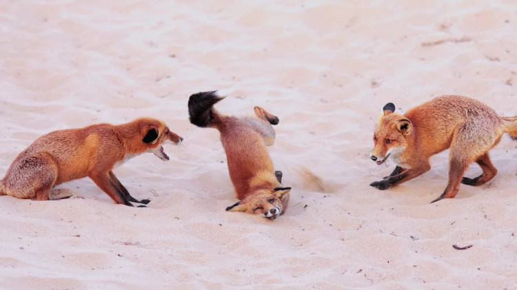 Nikon Comedy Wildlife Photography Awards 2025 - natura nie do końca serio