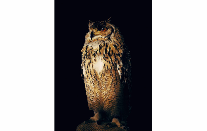 fot. Yoichi Sato, Owl, 2. miejsce w kategorii Animals / IPPA 2019