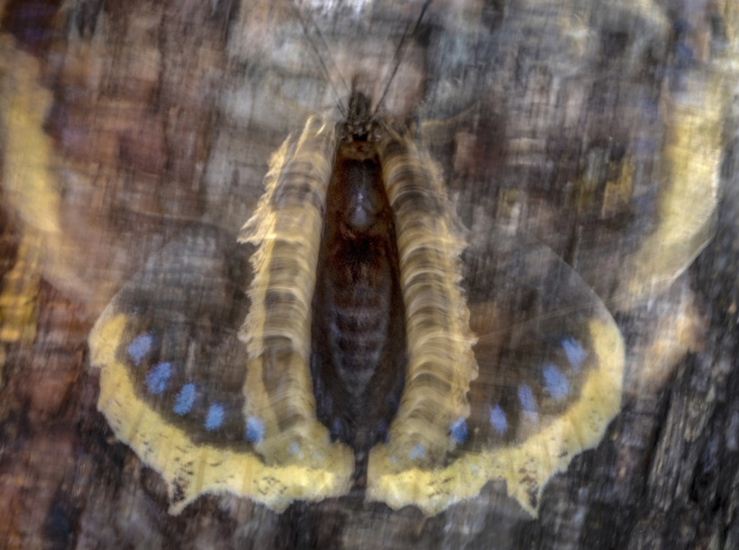 Fot. Pal Hermansen, "Butterfly Flash", 1. miejsce w kat. Butterflies / 7. Close-up Photographer of the Year
