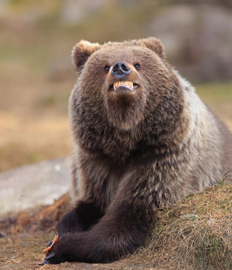 Nikon Comedy Wildlife Photography Awards 2025 - natura nie do końca serio