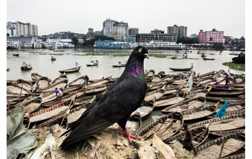 fot. Md Enamul Kabir, Coexistence / nagroda w konkursie Urban International Photo Awards 2020