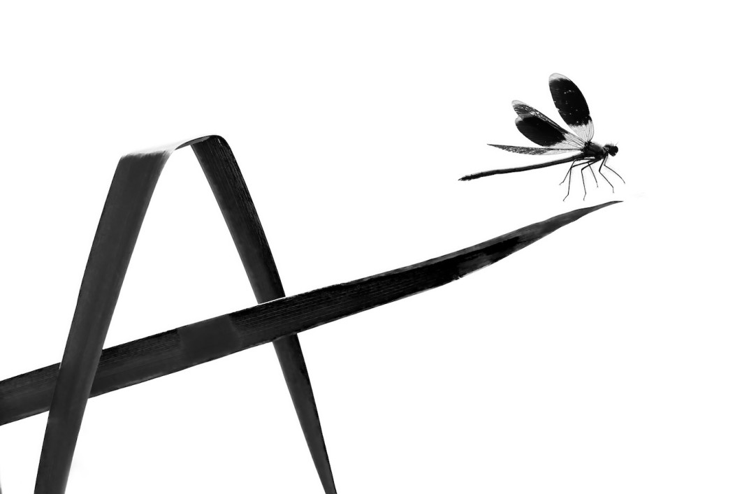 Fot. Dmitrii Melgunov, "Dragonfly Alphabet Caligraphy", 3. miejsce w kat. Butteflies / 7. Close-up Photographer of the Year